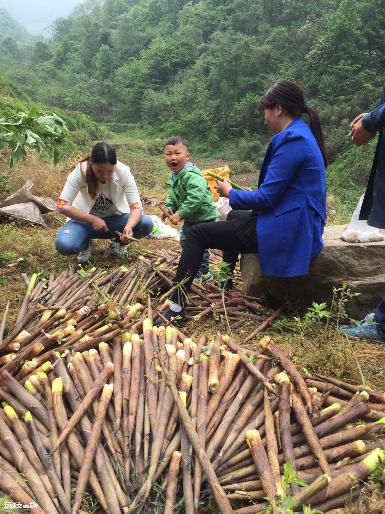 农村常见的野菜图片及名称(春天长出来后采摘可食用野菜)-图片5